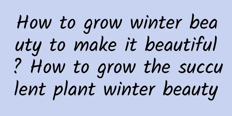 How to grow winter beauty to make it beautiful? How to grow the succulent plant winter beauty