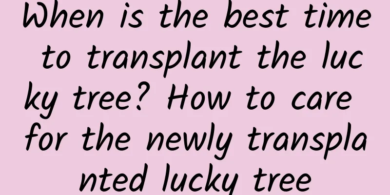 When is the best time to transplant the lucky tree? How to care for the newly transplanted lucky tree