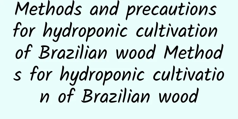 Methods and precautions for hydroponic cultivation of Brazilian wood Methods for hydroponic cultivation of Brazilian wood