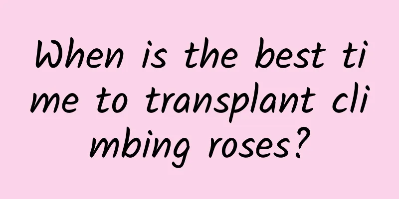 When is the best time to transplant climbing roses?