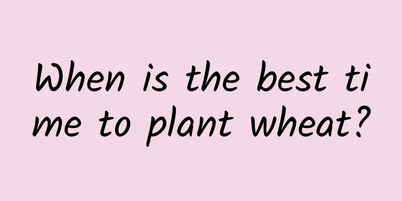 When is the best time to plant wheat?