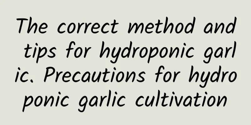 The correct method and tips for hydroponic garlic. Precautions for hydroponic garlic cultivation