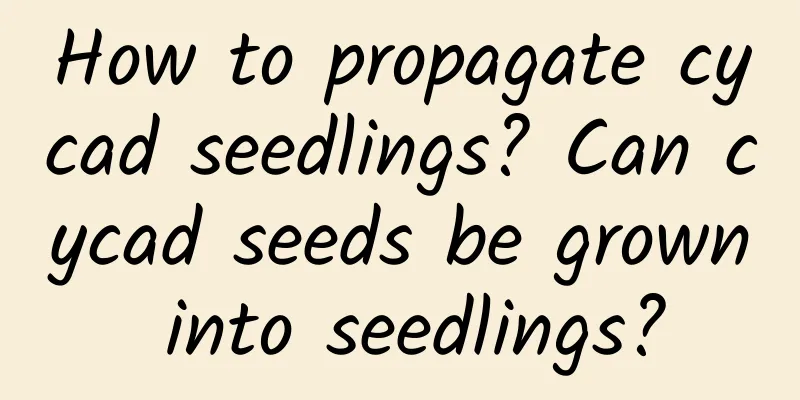 How to propagate cycad seedlings? Can cycad seeds be grown into seedlings?