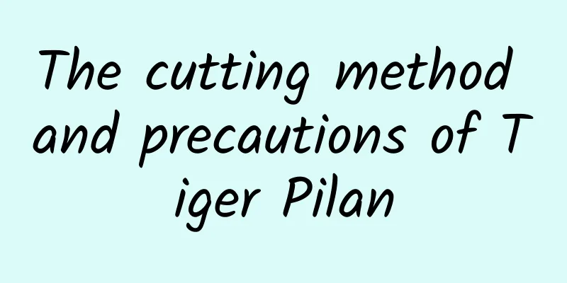 The cutting method and precautions of Tiger Pilan