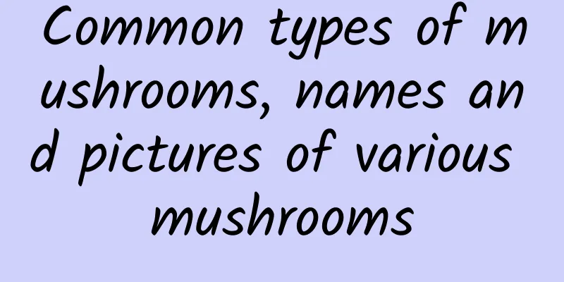 Common types of mushrooms, names and pictures of various mushrooms