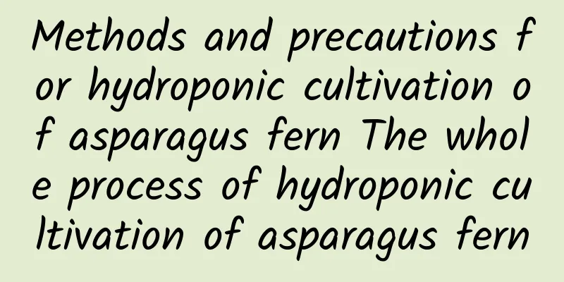 Methods and precautions for hydroponic cultivation of asparagus fern The whole process of hydroponic cultivation of asparagus fern