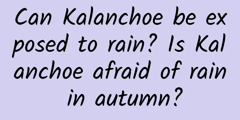 Can Kalanchoe be exposed to rain? Is Kalanchoe afraid of rain in autumn?