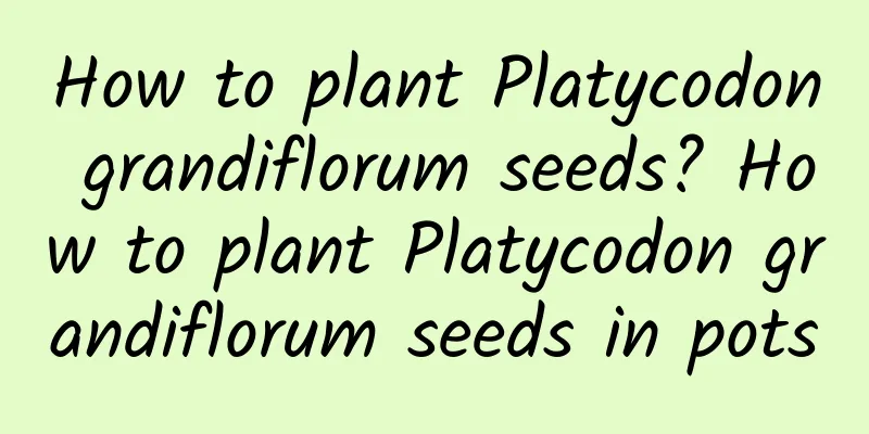 How to plant Platycodon grandiflorum seeds? How to plant Platycodon grandiflorum seeds in pots