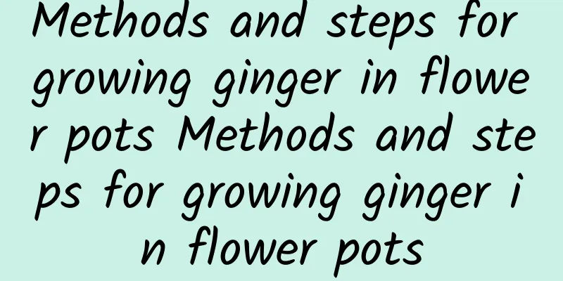 Methods and steps for growing ginger in flower pots Methods and steps for growing ginger in flower pots