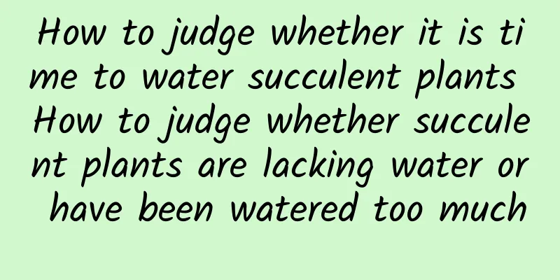 How to judge whether it is time to water succulent plants How to judge whether succulent plants are lacking water or have been watered too much