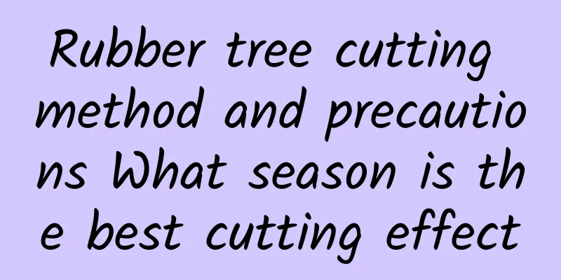 Rubber tree cutting method and precautions What season is the best cutting effect