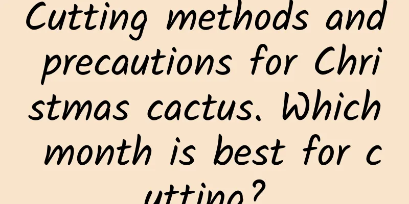 Cutting methods and precautions for Christmas cactus. Which month is best for cutting?