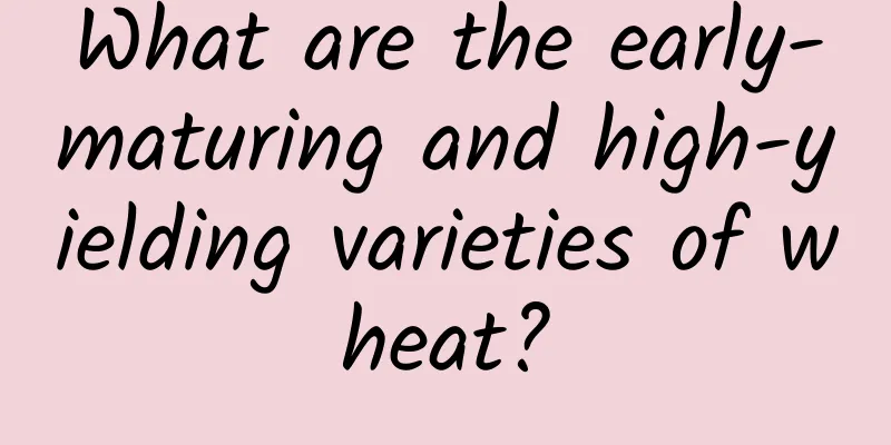 What are the early-maturing and high-yielding varieties of wheat?