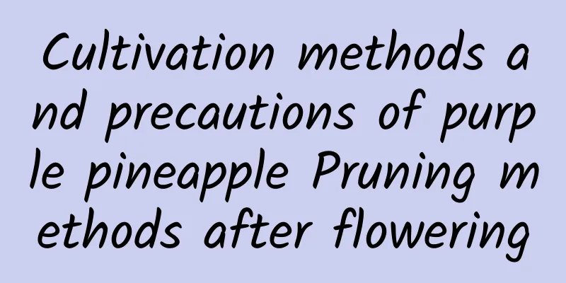 Cultivation methods and precautions of purple pineapple Pruning methods after flowering