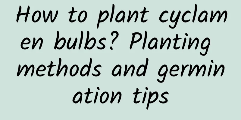 How to plant cyclamen bulbs? Planting methods and germination tips