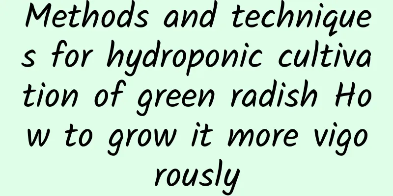 Methods and techniques for hydroponic cultivation of green radish How to grow it more vigorously