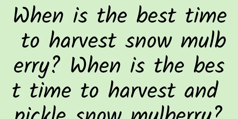When is the best time to harvest snow mulberry? When is the best time to harvest and pickle snow mulberry?