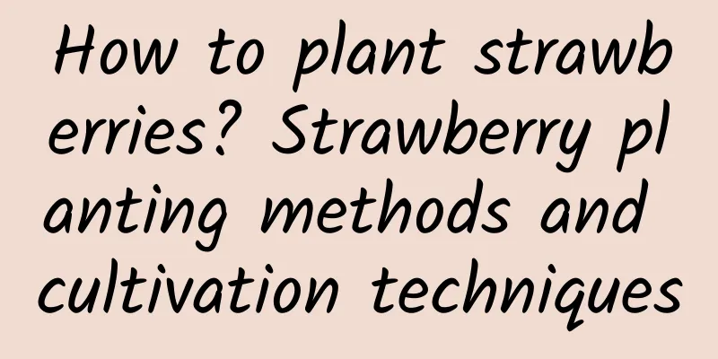 How to plant strawberries? Strawberry planting methods and cultivation techniques