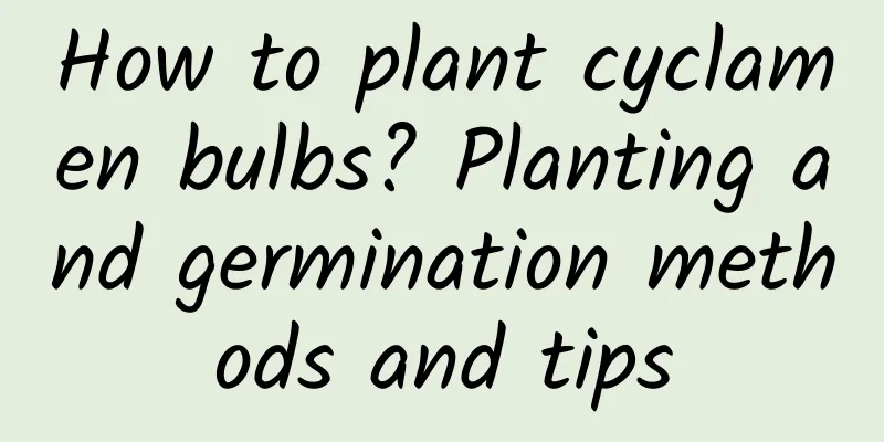 How to plant cyclamen bulbs? Planting and germination methods and tips