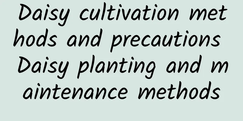 Daisy cultivation methods and precautions Daisy planting and maintenance methods