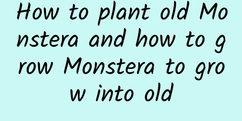 How to plant old Monstera and how to grow Monstera to grow into old