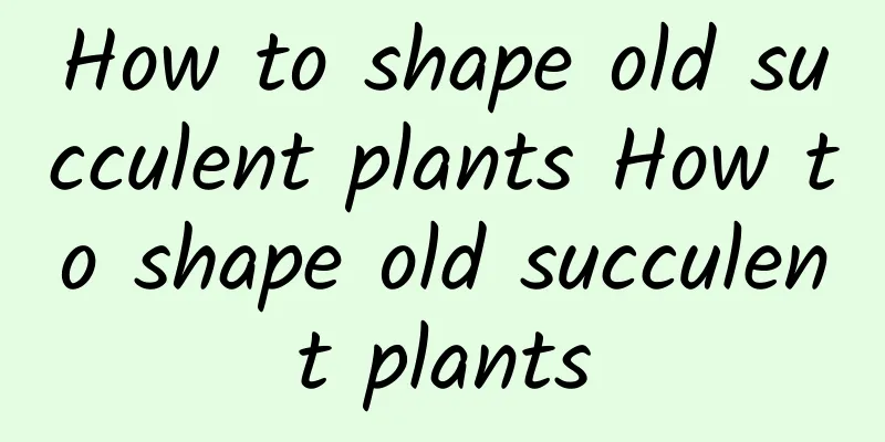 How to shape old succulent plants How to shape old succulent plants