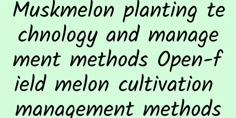 Muskmelon planting technology and management methods Open-field melon cultivation management methods
