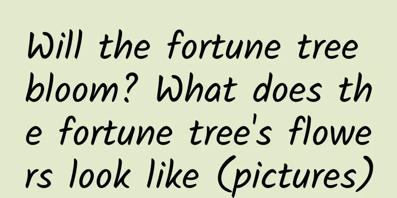 Will the fortune tree bloom? What does the fortune tree's flowers look like (pictures)