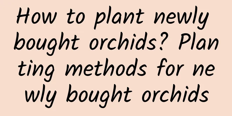 How to plant newly bought orchids? Planting methods for newly bought orchids