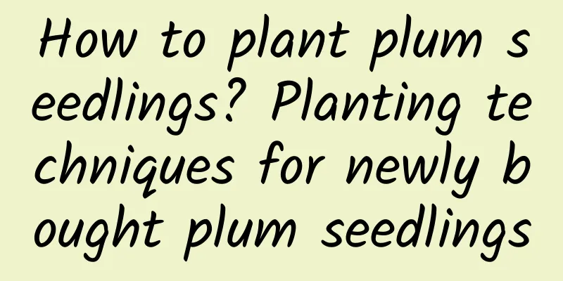 How to plant plum seedlings? Planting techniques for newly bought plum seedlings