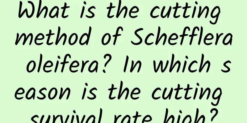 What is the cutting method of Schefflera oleifera? In which season is the cutting survival rate high?
