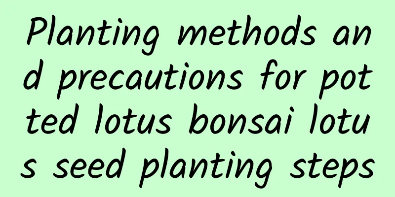 Planting methods and precautions for potted lotus bonsai lotus seed planting steps
