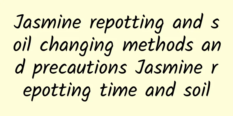 Jasmine repotting and soil changing methods and precautions Jasmine repotting time and soil