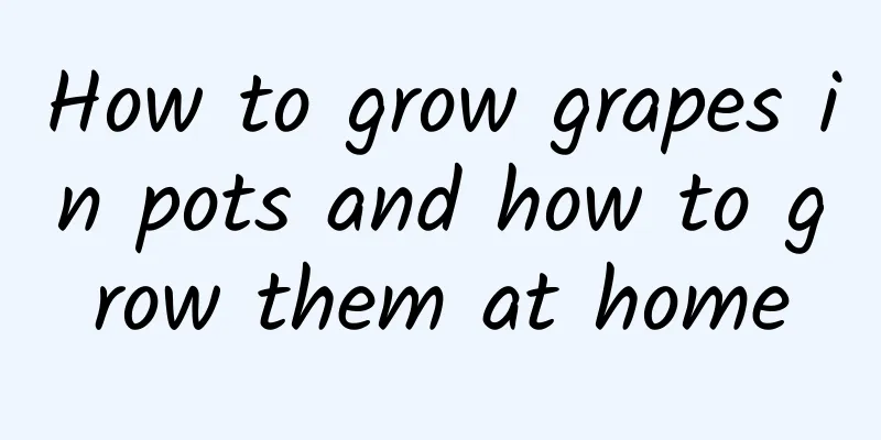 How to grow grapes in pots and how to grow them at home