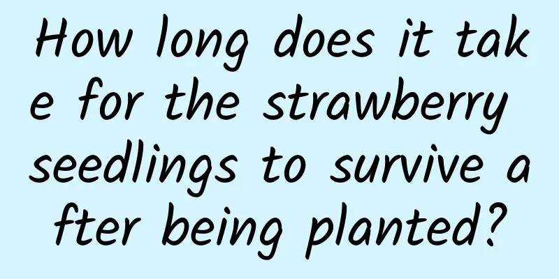 How long does it take for the strawberry seedlings to survive after being planted?