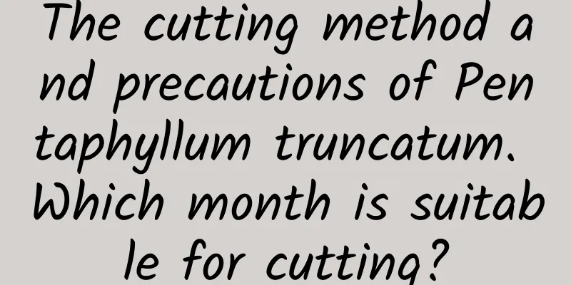 The cutting method and precautions of Pentaphyllum truncatum. Which month is suitable for cutting?