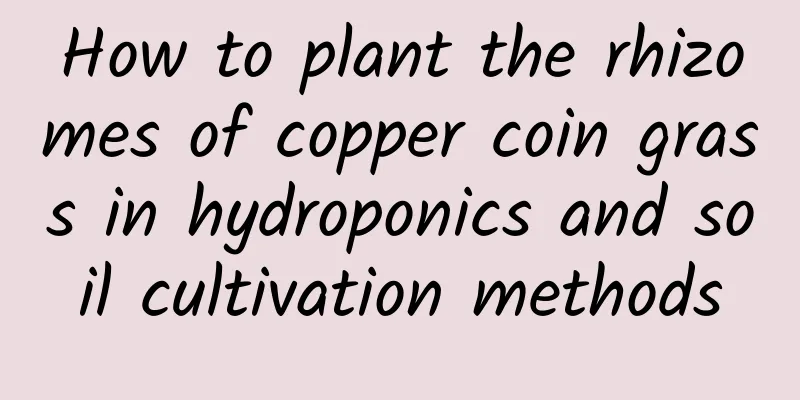 How to plant the rhizomes of copper coin grass in hydroponics and soil cultivation methods