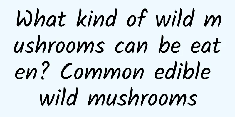 What kind of wild mushrooms can be eaten? Common edible wild mushrooms
