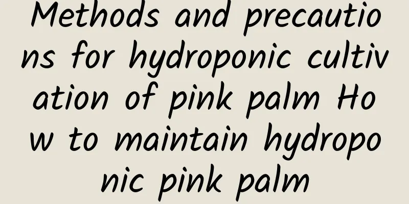 Methods and precautions for hydroponic cultivation of pink palm How to maintain hydroponic pink palm