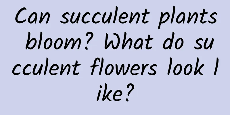 Can succulent plants bloom? What do succulent flowers look like?