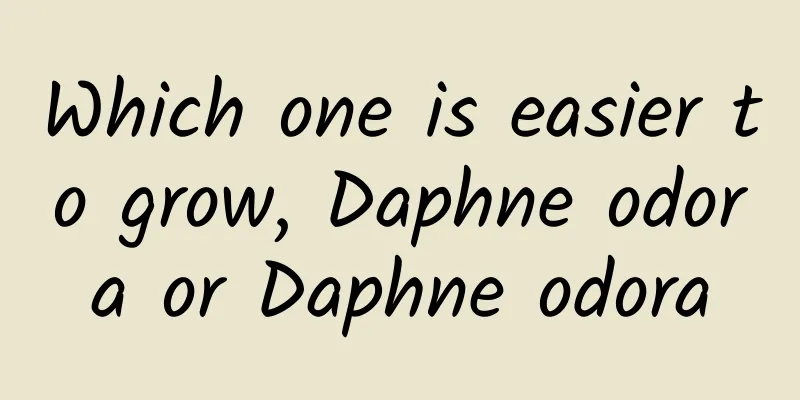 Which one is easier to grow, Daphne odora or Daphne odora