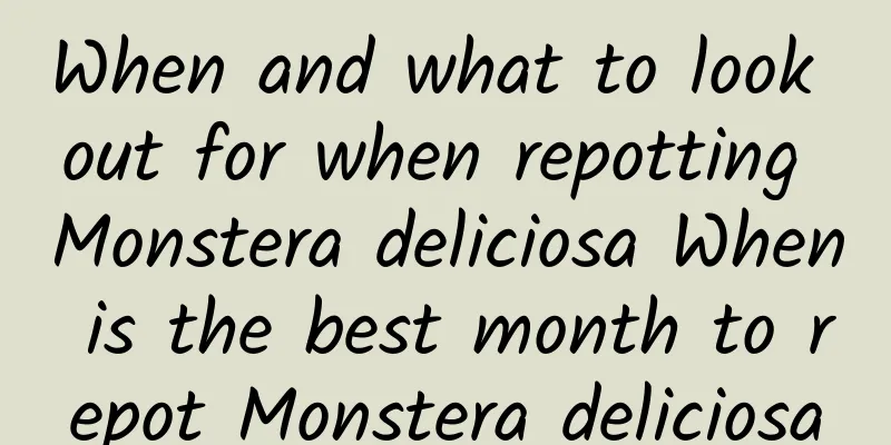 When and what to look out for when repotting Monstera deliciosa When is the best month to repot Monstera deliciosa