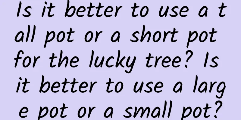 Is it better to use a tall pot or a short pot for the lucky tree? Is it better to use a large pot or a small pot?