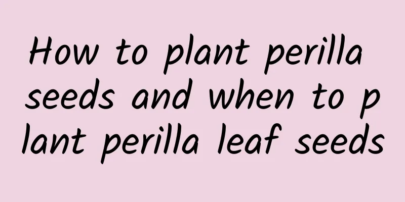How to plant perilla seeds and when to plant perilla leaf seeds
