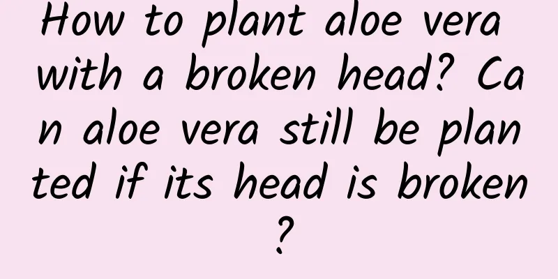 How to plant aloe vera with a broken head? Can aloe vera still be planted if its head is broken?
