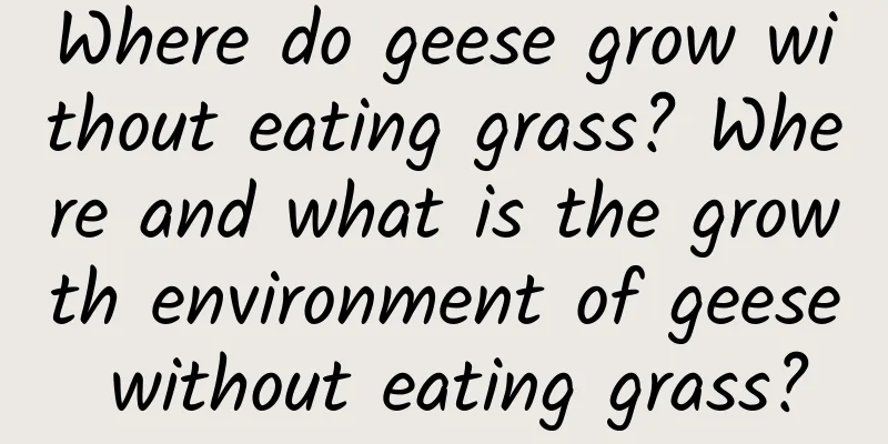 Where do geese grow without eating grass? Where and what is the growth environment of geese without eating grass?
