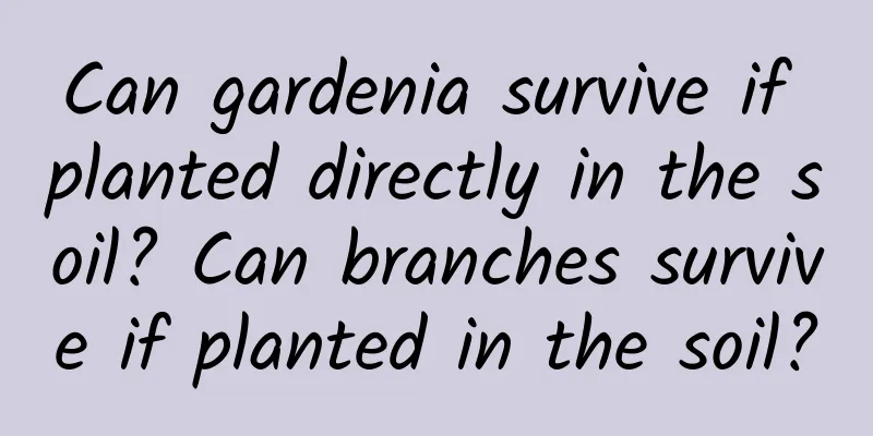Can gardenia survive if planted directly in the soil? Can branches survive if planted in the soil?