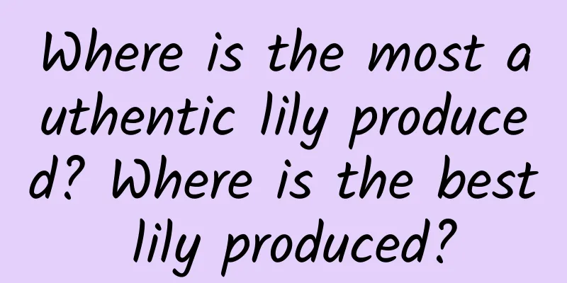 Where is the most authentic lily produced? Where is the best lily produced?