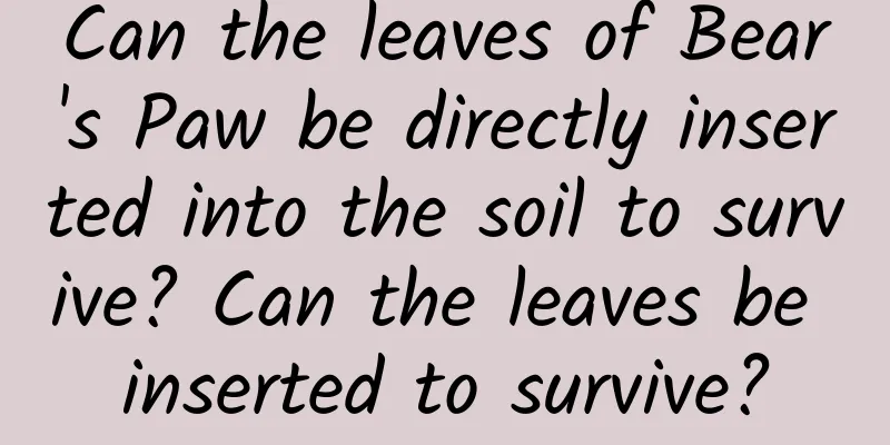 Can the leaves of Bear's Paw be directly inserted into the soil to survive? Can the leaves be inserted to survive?