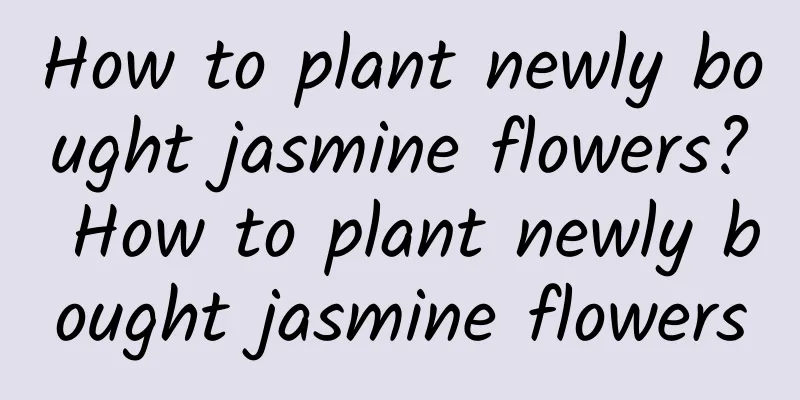 How to plant newly bought jasmine flowers? How to plant newly bought jasmine flowers